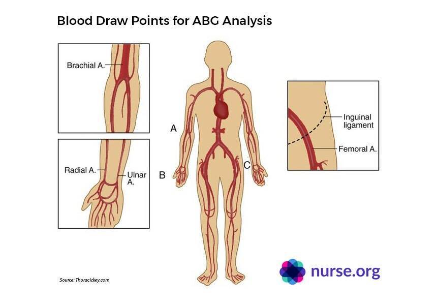 Diagram showing various blood draw points on human body